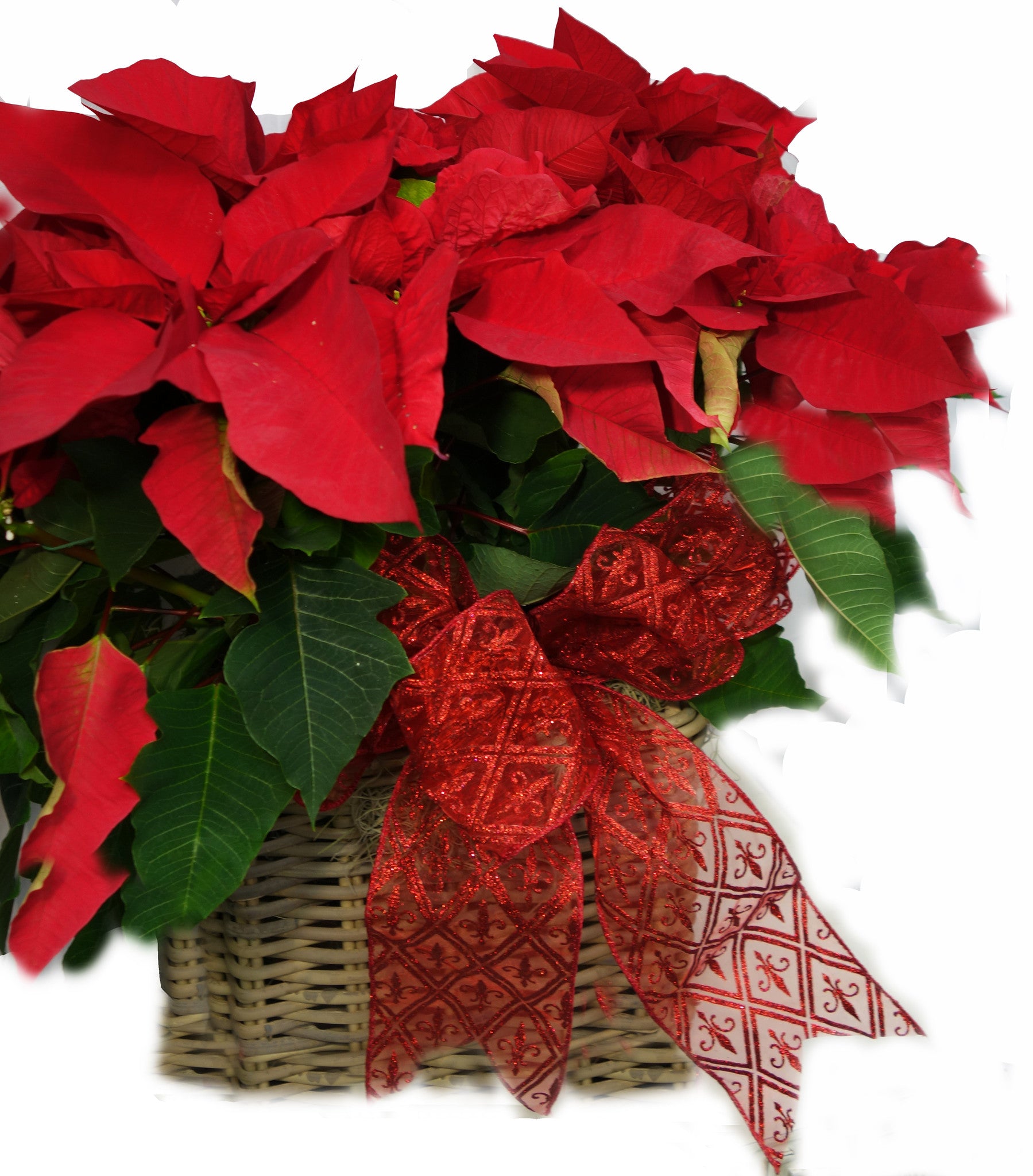 Poinsettia